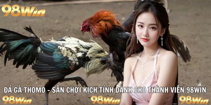 ĐÁ GÀ THOMO – CUỘC CHẠM TRÁN KỊCH TÍNH CHO TÍN ĐỒ 98WIN 20 đá gà thomo