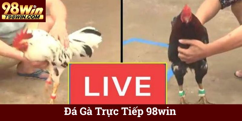 Đá Gà Trực Tiếp 98win - Xem & Cá Cược Online Chuẩn HD 16 Đá Gà Trực Tiếp 98win